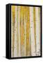 Aspen Trees, White River National Forest Colorado, USA-Charles Gurche-Framed Stretched Canvas