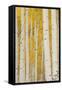 Aspen Trees, White River National Forest Colorado, USA-Charles Gurche-Framed Stretched Canvas