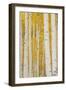 Aspen Trees, White River National Forest Colorado, USA-Charles Gurche-Framed Photographic Print