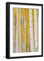 Aspen Trees, White River National Forest Colorado, USA-Charles Gurche-Framed Photographic Print