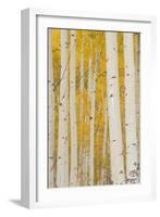 Aspen Trees, White River National Forest Colorado, USA-Charles Gurche-Framed Photographic Print