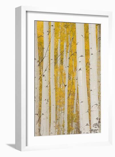 Aspen Trees, White River National Forest Colorado, USA-Charles Gurche-Framed Photographic Print