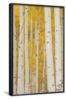 Aspen Trees, White River National Forest Colorado, USA-Charles Gurche-Framed Photographic Print