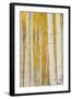 Aspen Trees, White River National Forest Colorado, USA-Charles Gurche-Framed Photographic Print