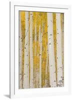 Aspen Trees, White River National Forest Colorado, USA-Charles Gurche-Framed Photographic Print