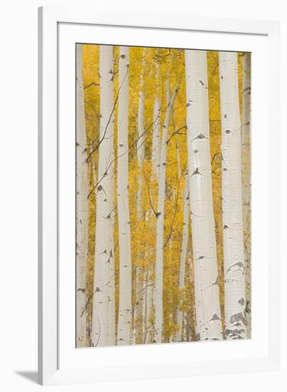 Aspen Trees, White River National Forest Colorado, USA-Charles Gurche-Framed Photographic Print