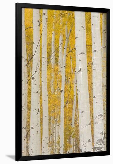 Aspen Trees, White River National Forest Colorado, USA-Charles Gurche-Framed Photographic Print