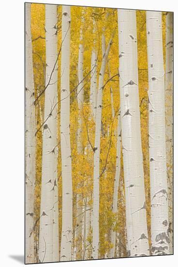 Aspen Trees, White River National Forest Colorado, USA-Charles Gurche-Mounted Premium Photographic Print