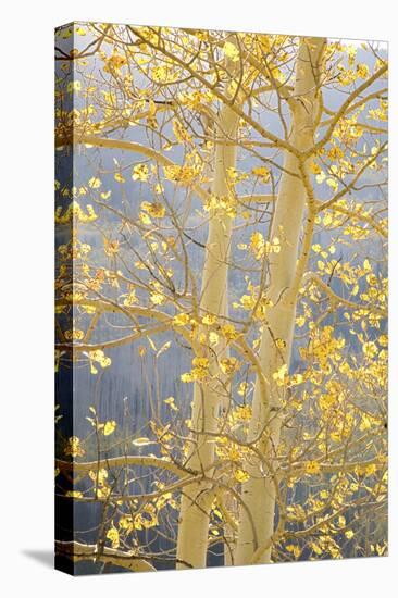 Aspen Trees, White River National Forest Colorado, USA-Charles Gurche-Stretched Canvas