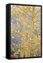 Aspen Trees, White River National Forest Colorado, USA-Charles Gurche-Framed Stretched Canvas