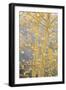 Aspen Trees, White River National Forest Colorado, USA-Charles Gurche-Framed Photographic Print