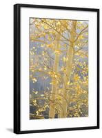 Aspen Trees, White River National Forest Colorado, USA-Charles Gurche-Framed Photographic Print