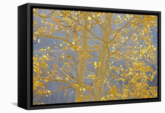 Aspen Trees, White River National Forest Colorado, USA-Charles Gurche-Framed Stretched Canvas