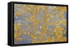 Aspen Trees, White River National Forest Colorado, USA-Charles Gurche-Framed Stretched Canvas