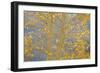 Aspen Trees, White River National Forest Colorado, USA-Charles Gurche-Framed Photographic Print