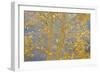 Aspen Trees, White River National Forest Colorado, USA-Charles Gurche-Framed Photographic Print