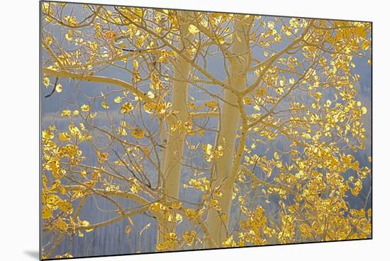 Aspen Trees, White River National Forest Colorado, USA-Charles Gurche-Mounted Photographic Print