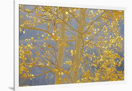 Aspen Trees, White River National Forest Colorado, USA-Charles Gurche-Framed Photographic Print