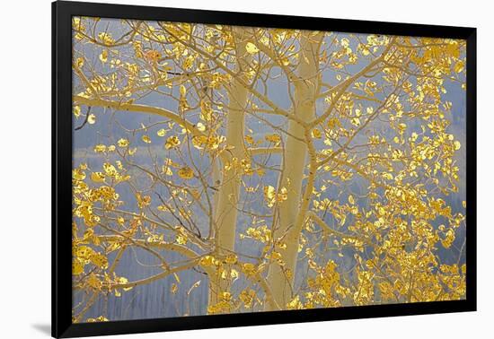 Aspen Trees, White River National Forest Colorado, USA-Charles Gurche-Framed Photographic Print