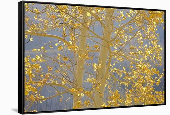 Aspen Trees, White River National Forest Colorado, USA-Charles Gurche-Framed Stretched Canvas