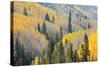 Aspen Trees, White River National Forest Colorado, USA-Charles Gurche-Stretched Canvas