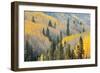 Aspen Trees, White River National Forest Colorado, USA-Charles Gurche-Framed Photographic Print