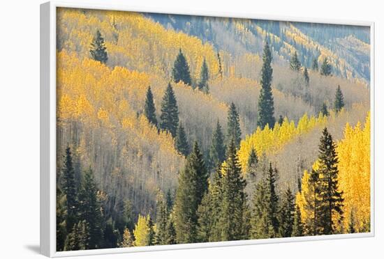 Aspen Trees, White River National Forest Colorado, USA-Charles Gurche-Framed Photographic Print