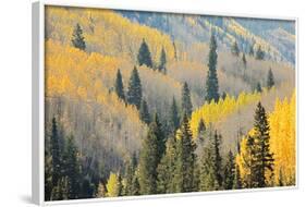 Aspen Trees, White River National Forest Colorado, USA-Charles Gurche-Framed Photographic Print