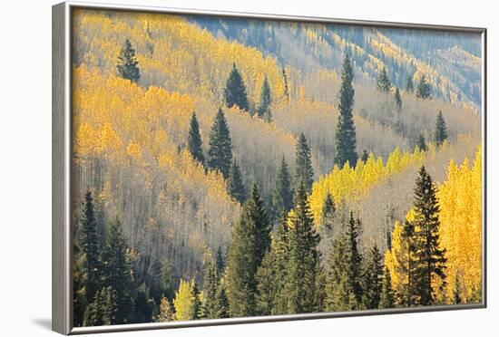 Aspen Trees, White River National Forest Colorado, USA-Charles Gurche-Framed Photographic Print