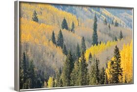 Aspen Trees, White River National Forest Colorado, USA-Charles Gurche-Framed Photographic Print