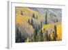 Aspen Trees, White River National Forest Colorado, USA-Charles Gurche-Framed Photographic Print