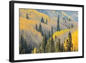 Aspen Trees, White River National Forest Colorado, USA-Charles Gurche-Framed Photographic Print