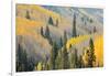 Aspen Trees, White River National Forest Colorado, USA-Charles Gurche-Framed Photographic Print