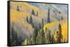 Aspen Trees, White River National Forest Colorado, USA-Charles Gurche-Framed Stretched Canvas