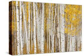 Aspen Trees, White River National Forest Colorado, USA-Charles Gurche-Stretched Canvas