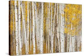 Aspen Trees, White River National Forest Colorado, USA-Charles Gurche-Stretched Canvas