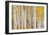 Aspen Trees, White River National Forest Colorado, USA-Charles Gurche-Framed Photographic Print