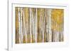 Aspen Trees, White River National Forest Colorado, USA-Charles Gurche-Framed Photographic Print