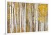 Aspen Trees, White River National Forest Colorado, USA-Charles Gurche-Framed Photographic Print