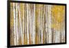 Aspen Trees, White River National Forest Colorado, USA-Charles Gurche-Framed Photographic Print