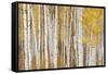 Aspen Trees, White River National Forest Colorado, USA-Charles Gurche-Framed Stretched Canvas