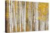 Aspen Trees, White River National Forest Colorado, USA-Charles Gurche-Stretched Canvas