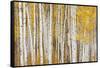 Aspen Trees, White River National Forest Colorado, USA-Charles Gurche-Framed Stretched Canvas