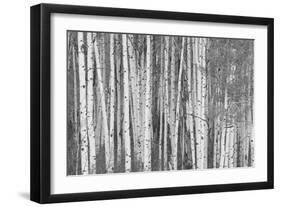 Aspen Trees, White River National Forest Colorado, USA-Charles Gurche-Framed Photographic Print