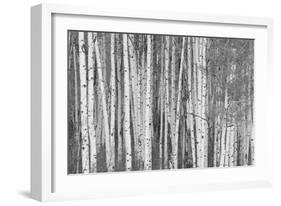 Aspen Trees, White River National Forest Colorado, USA-Charles Gurche-Framed Photographic Print