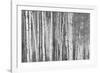 Aspen Trees, White River National Forest Colorado, USA-Charles Gurche-Framed Photographic Print