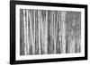 Aspen Trees, White River National Forest Colorado, USA-Charles Gurche-Framed Photographic Print