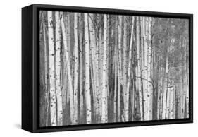 Aspen Trees, White River National Forest Colorado, USA-Charles Gurche-Framed Stretched Canvas