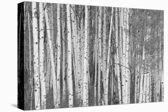 Aspen Trees, White River National Forest Colorado, USA-Charles Gurche-Stretched Canvas