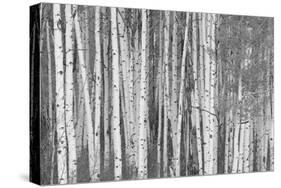 Aspen Trees, White River National Forest Colorado, USA-Charles Gurche-Stretched Canvas